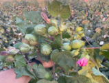 THE IMPORTANCE OF DRIP IRRIGATION OF COTTON IN THE CONDITION OF TYPICAL SIEROZEM SOILS OF THE CHIRCHIK-OKHANGARON OASIS
